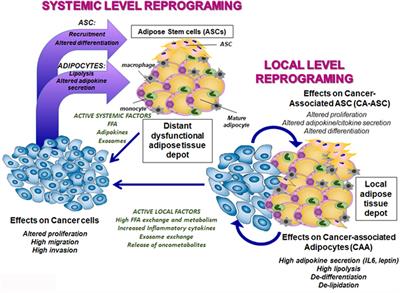 The Role of Metabolic Changes in Shaping the Fate of Cancer-Associated Adipose Stem Cells